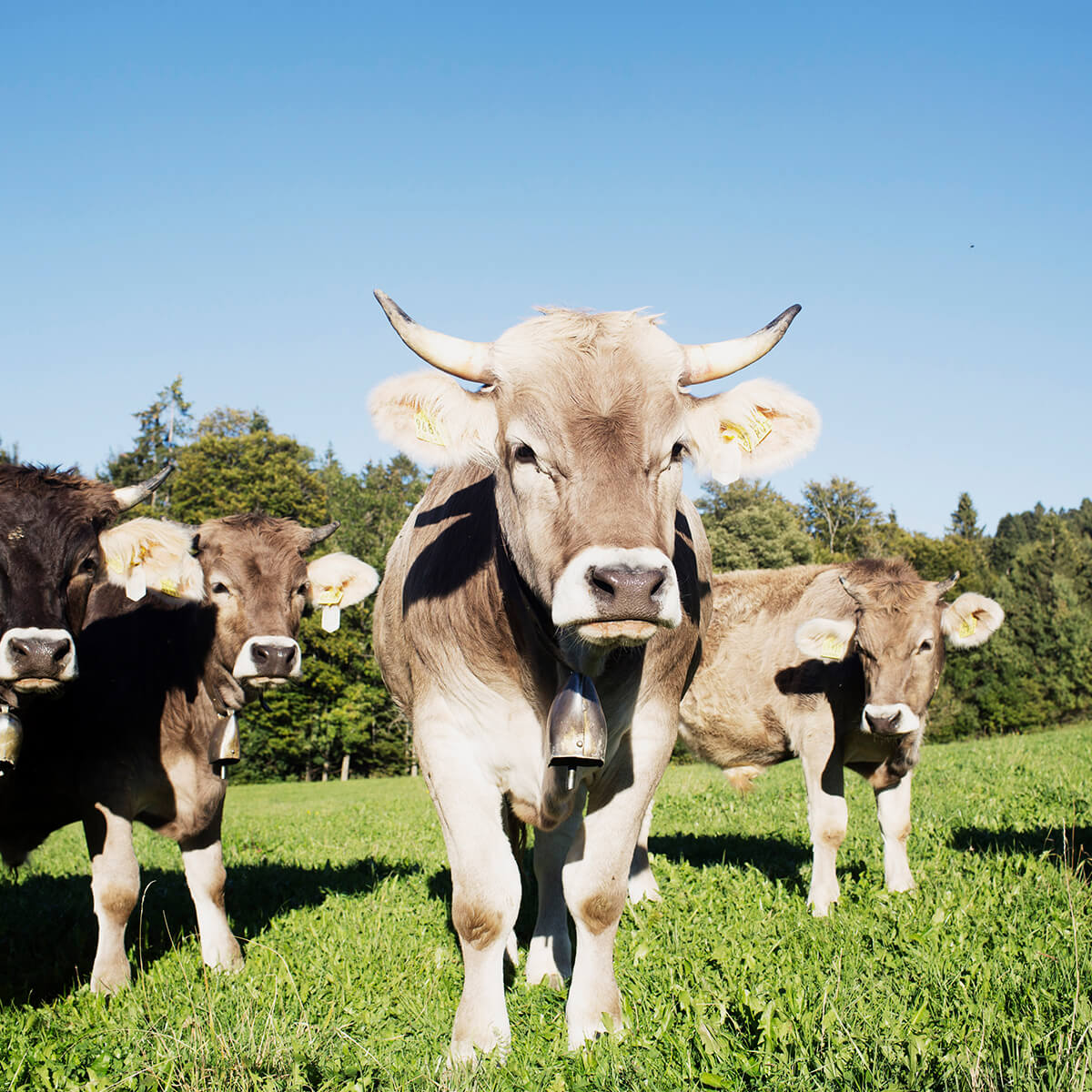 Milch Fleisch Initiativen